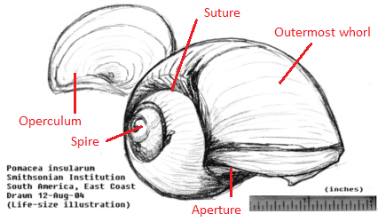 shell_diagram1.png