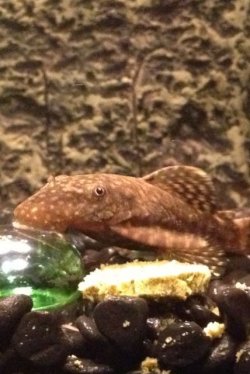 BN pleco.jpeg