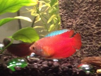 gourami 1.jpeg