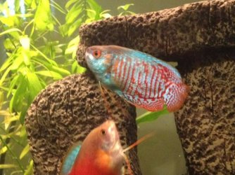 gourami 2.jpeg