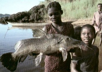 Giraffe Catfish (adult).jpg