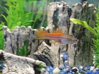 Swordtail.jpg