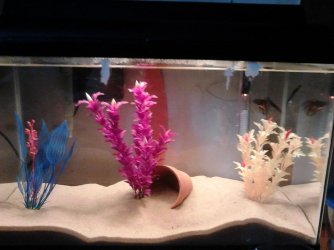 betta tank.jpg