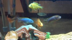 cichlids fish.jpg