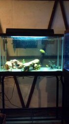 cichlid tank.jpg