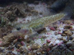 herreds goby.JPG