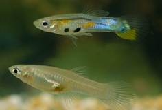 male female guppy.jpg