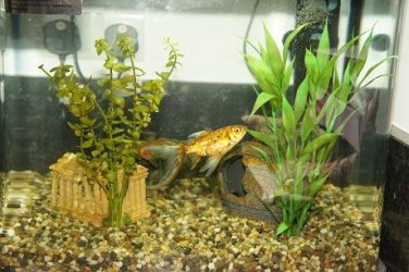 45 litre main tank.jpg