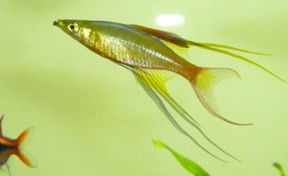 Threadfin30Jan.jpg