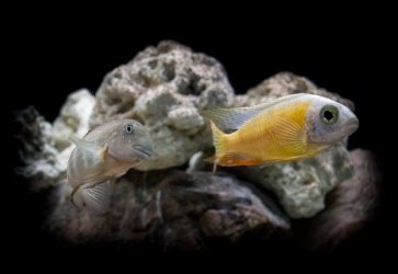 cichlid tank21w - Copy.jpg