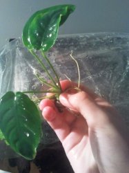 Anubias.jpg