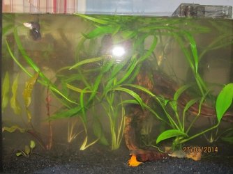 10 gallon biotope 1.jpg