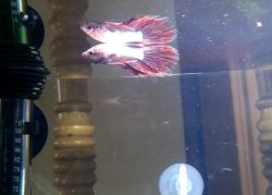 Betta # 4.jpg