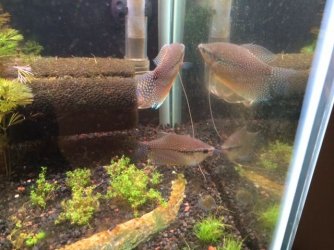 gourami.jpg