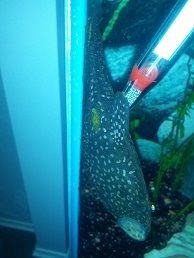 pleco2.jpg