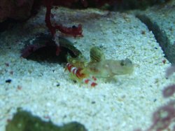 Moby the Goby 2027.jpg