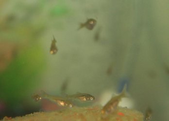 guppy fry?.jpg