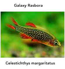 IMG_7523_rasbora.jpg