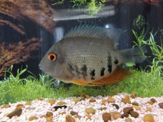 Cichlid-1-Small.jpg