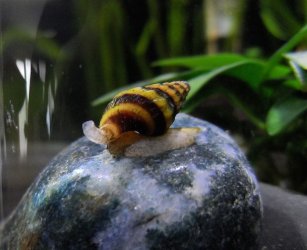 Assassin snail edit.jpg