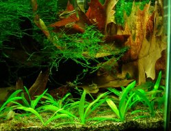 Fry pygmy cory &amp; farlowella Aug 2014 (1).JPG