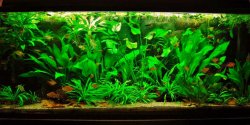 115g Aug 22-14.JPG