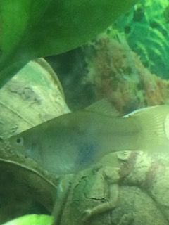 Silver Platy5.jpg