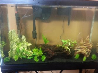 Fish Tank.jpg