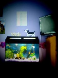 fish tank 2.jpg