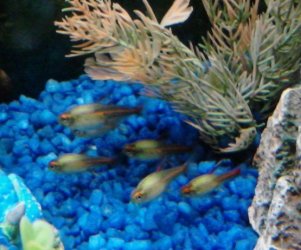 glowlight tetras1.jpg