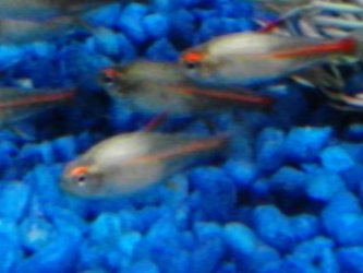 glowlight tetras closeup.jpg