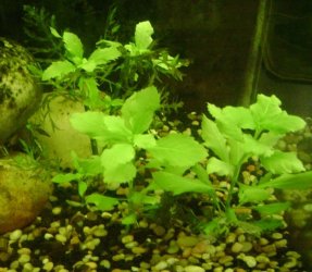 Hygrophila difformis2.jpg