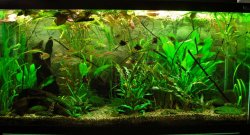 90g Feb 10-15.JPG