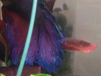 betta-2.jpg