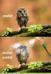 moist owlet.jpg