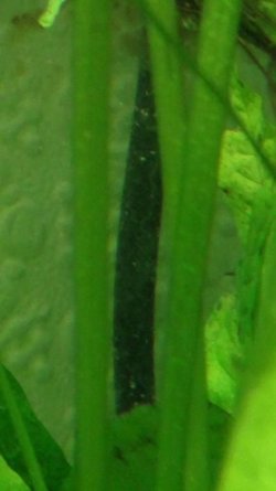 Algae5.jpg