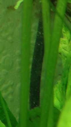 Algae6.jpg