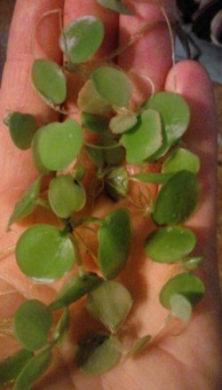 frogbit.jpg