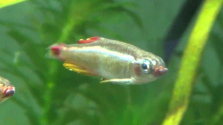 Minnow White Spot0.jpg