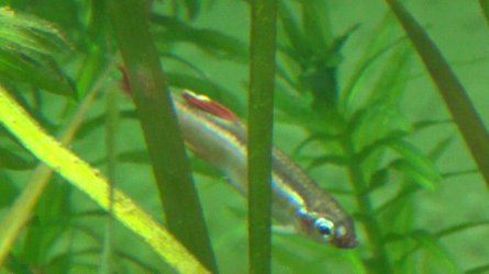 Minnow White Spot20.jpg