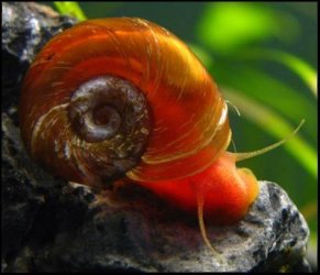 ramshorn snail.jpg