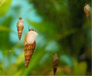 Malaysian Livebearing snails.jpg