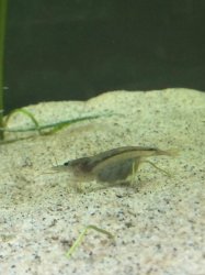 Amano shrimp.jpg