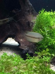 Female gourami.jpg