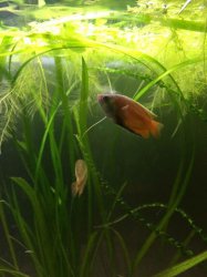 Male Gourami.jpg