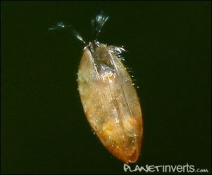 ostracoda2-th.jpg