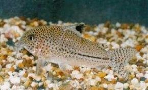 Corydoras julii3.jpg