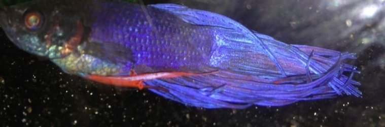 Betta with Dropsy.jpg