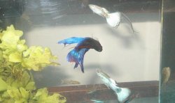 betta_acrobat.jpg