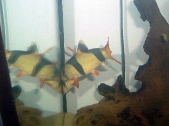 Clown_Loaches.JPG